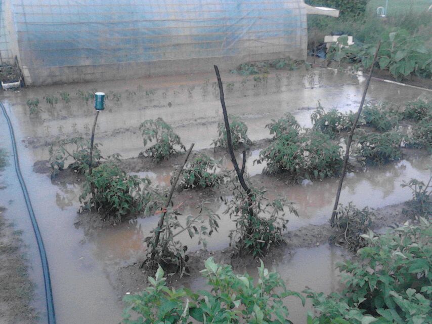 Mecerreyes, huertas 2013 inundaciones (1)