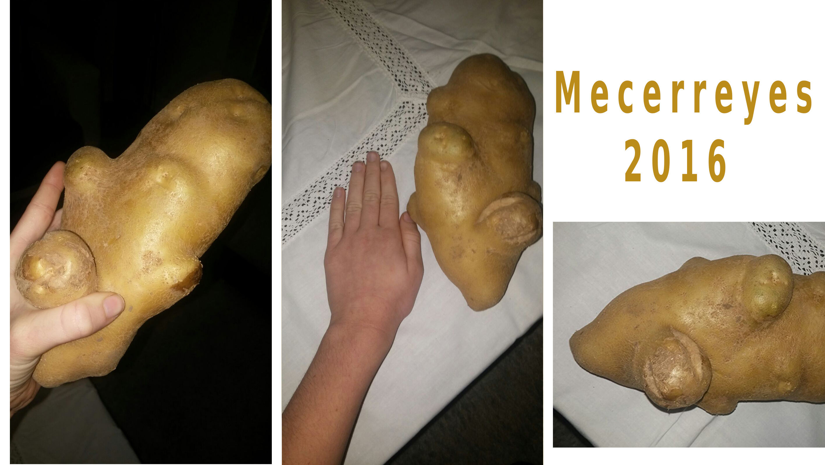 Patata cosecha de Mecerreyes, 2016