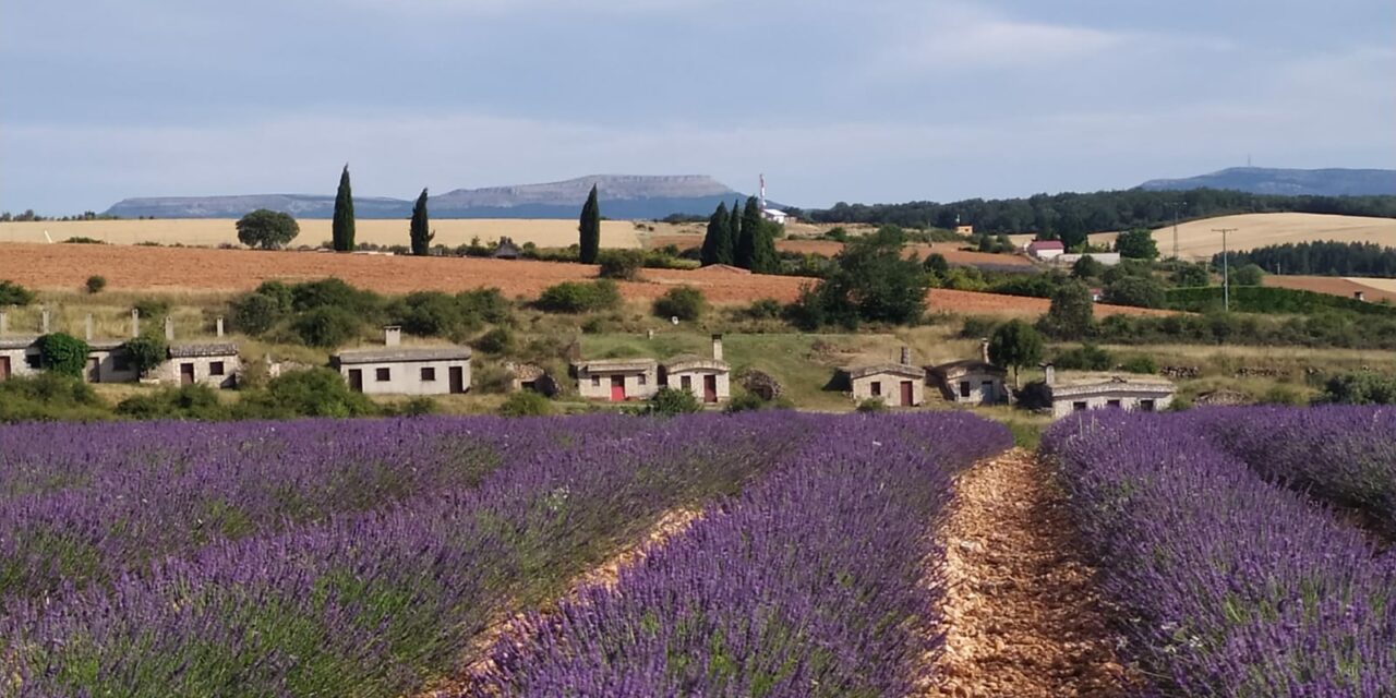 CAMPOS DE LAVANDA EN MECERREYES