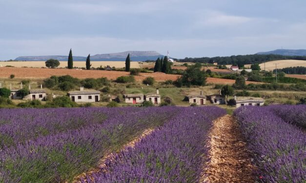 CAMPOS DE LAVANDA EN MECERREYES